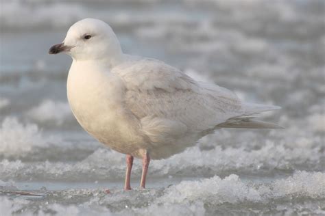 Iceland Gull (Larus glaucoides) | Idaho Fish and Game