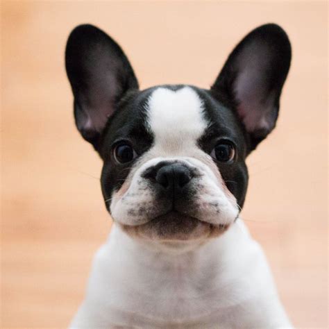 13 Dogs With Big Ears That Are Just So Stinking Cute | Pretty dogs, Dogs, Dog friends