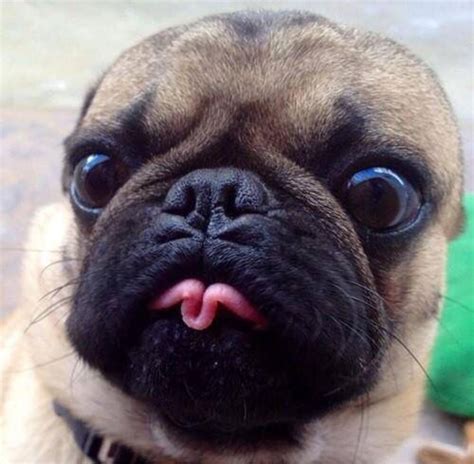 Pug Time (@Pugsfordays) on X | Baby pugs, Pugs funny, Cute pug puppies