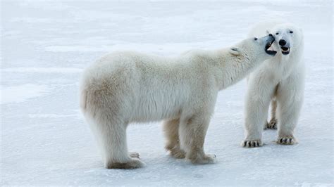 Polar Bears In The Tundra Biome