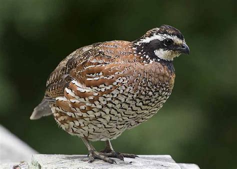 Northern Bobwhite Quail - Call | Habitat | Range | Eggs | Diet ...