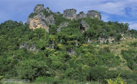 Madagascar's Tropical Dry Forest