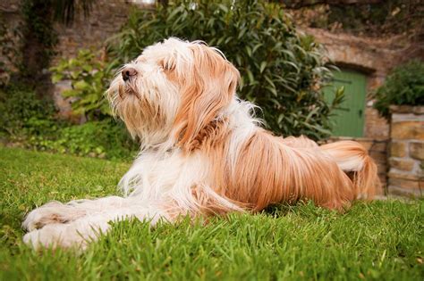 Tibetan Terrier Dog Breed » Everything About Tibetan Terrier