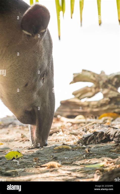 Baird's tapir - Costa Rica Stock Photo - Alamy