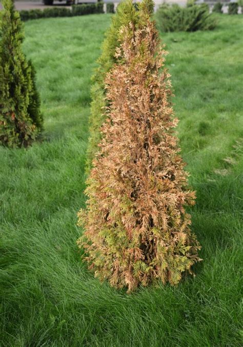 6 Clear Ways to Tell If Your Arborvitae Is Dying - The Practical Planter