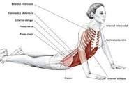 transverse abdominis - Google Search | Stomach stretches, Trigger point therapy, Transversus ...