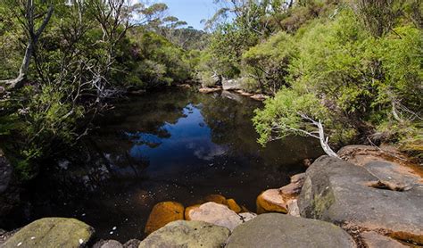 Griffiths walking track | NSW National Parks