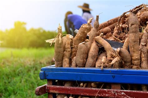 120 cassava farmers in Wenchi receive training on crop diseases – AgriGold Magazine