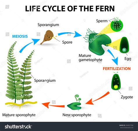 Fern Sporophyte Diagram - diagram graph