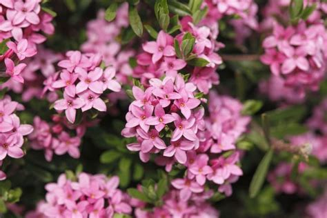 Fabulous Pink Flowering Shrubs to Spruce Up Your Garden | Small pink flowers, Pink flowering ...