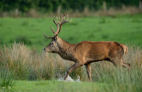 US hunter 'paid substantial sum' for licence to shoot rare red deer in ...