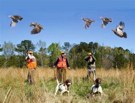 Practical Quail Hunting Tips Every Hunter Should Follow | Quail hunting, Upland bird hunting ...