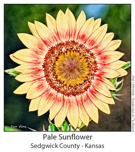 Pale Sunflower_050616_161700-HXSYQThe official Kansas state flower comes in many varieties ...