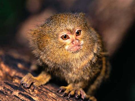 Finger Monkey: Pygmy Marmoset Facts