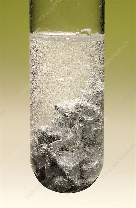 Zinc reacting with hydrochloric acid - Stock Image - A500/0662 - Science Photo Library