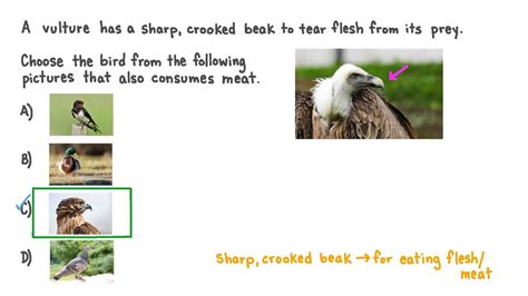 Question Video: Applying Knowledge of Structural Adaptations to Identify Flesh-Eating Birds | Nagwa