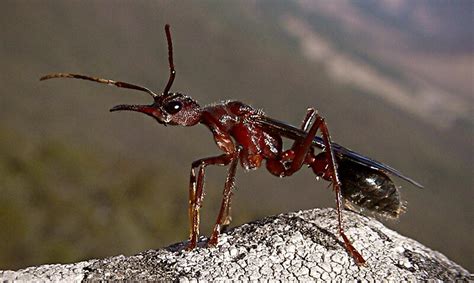 "Australian Bull Ant" by Steven Sandner | Redbubble