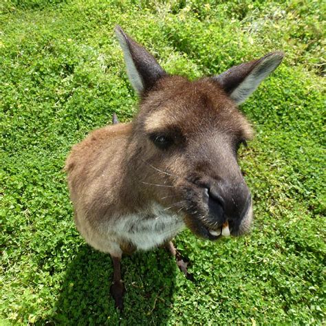 KANGAROO ISLAND WILDLIFE PARK: Tutto quello che c'è da sapere