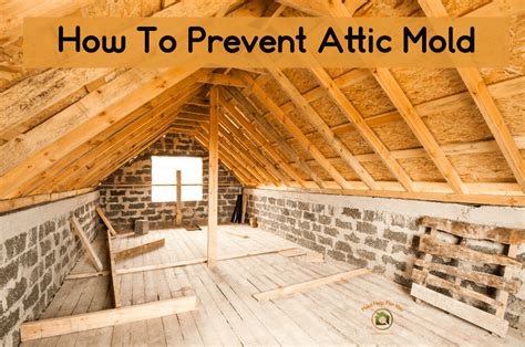 How To Prevent Attic Mold + Attic Mold Tips | Mold Help For You