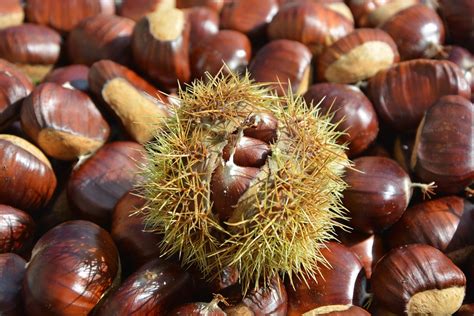 Chestnut Varieties