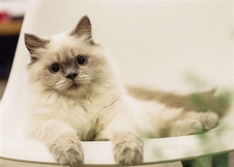 Birman : Cat Breeds | Cat Mania