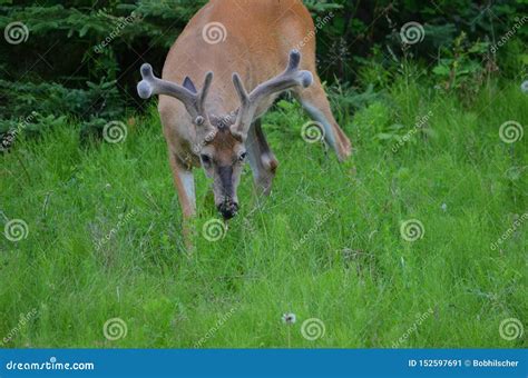 White-tailed Deer Buck with Velvet Antlers Stock Image - Image of ...