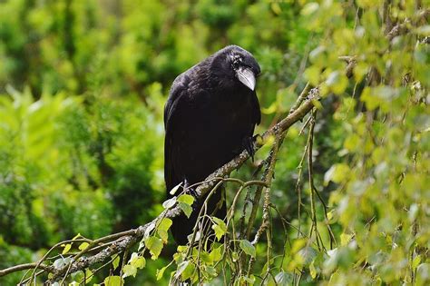 HD wallpaper: shallow focus photography of black bird, raven, crow, raven bird | Wallpaper Flare