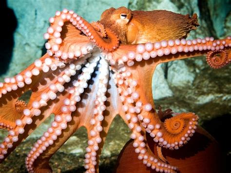 Name Shedd's New Giant Octopus: Guests Invited To Vote | Chicago, IL Patch