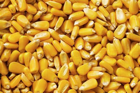 Yellow grain corn kernels after harvest - Stock Photo - Dissolve