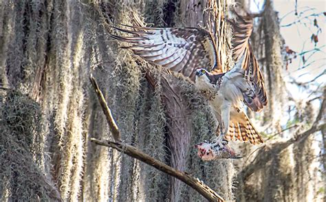 Osprey Landing with Fish | Florida Paddle Notes