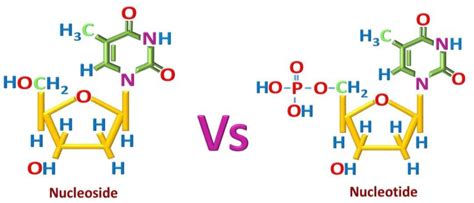 Nucleotide vs Nucleoside - Biology Brain