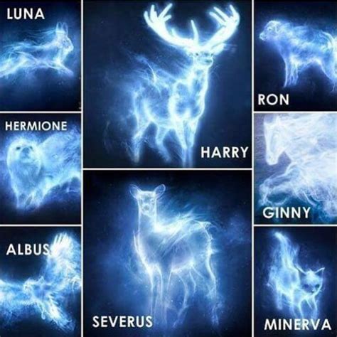 Patronus. Harry Potter. Harry Potter World, Serie Harry Potter, Classe Harry Potter, Harry ...