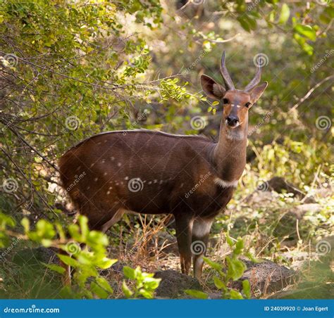 Bushbuck Hiding From Predators On Savanna Stock Photo | CartoonDealer ...