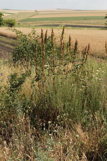 Premium Photo | A field of grass and flowers