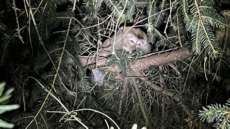 Missing monkeys found after crash carrying 100 monkeys occured in ...