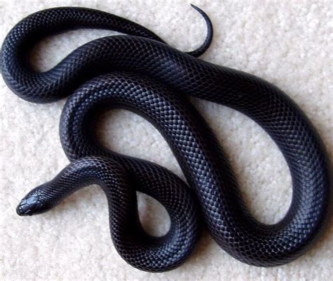 Female Mexican Black Kingsnake | in Maidstone, Kent | Gumtree