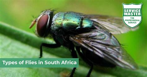 Types of Flies found in South Africa