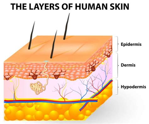 The-Layers-of-human-skin-epidermis-dermis-hypodermis – swimfolk