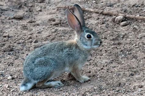 Cottontail Rabbit | Focusing on Wildlife