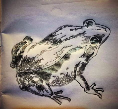 "Frog", me, pencil shading, 2018 : Art