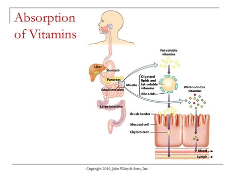 Fat soluble Vitamin - Important for Our Body - Liv Healthy Life