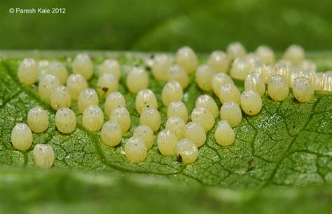 4. Location on surface where egg is laid : Leaf of larval host plant is most preferred place to ...