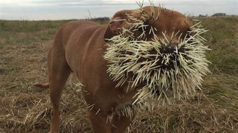 Dogs injured by porcupine quills get fundraising support of $10K | CBC News