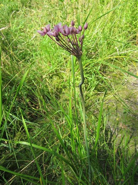 Butomus umbellatus Seeds £2.88 from Chiltern Seeds