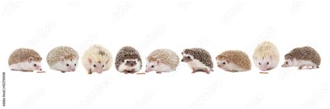 Igel Stock Photo | Adobe Stock