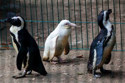 Rare albino penguin makes debut at Polish zoo | ABS-CBN News