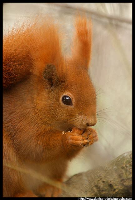 - Red Squirrels of Germany - - an album on Flickr