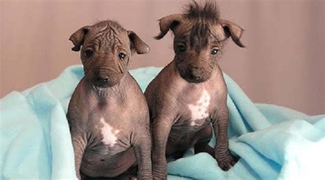 All About Peruvian Inca Orchid Dog Breed – Origin, Behavior ...