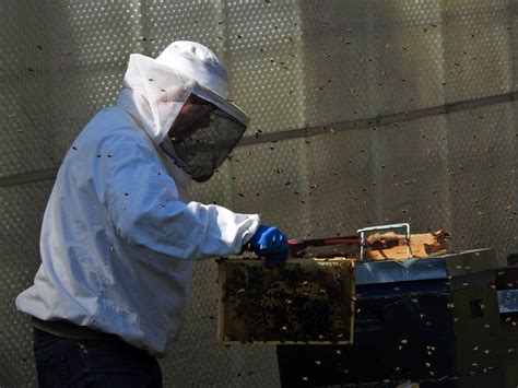 Free Images : insect, beekeeper, hive, welder, laborer, swarm ...