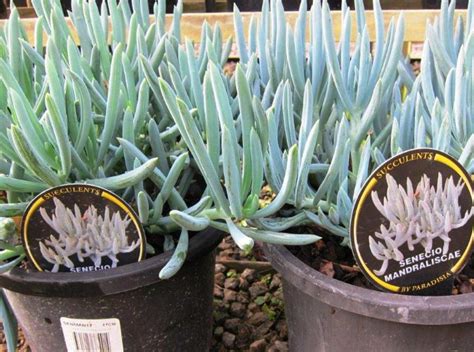 Senecio mandraliscae | Wholesale Nursery - Nurseries in Melbourne, Sydney & Brisbane | Plantmark